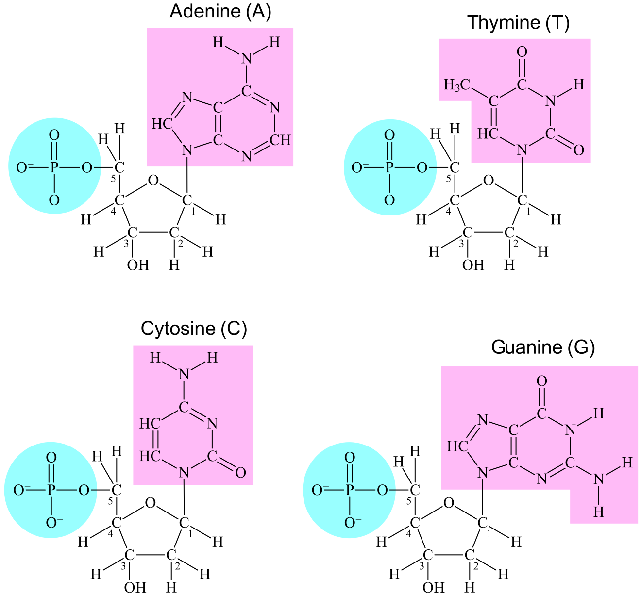Struktur for de fire nukleotidene A, C, G, og T.